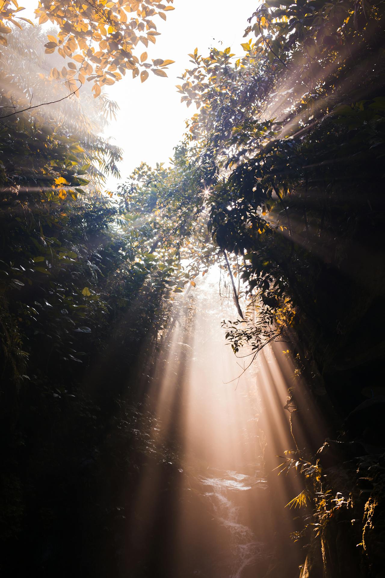 Warm golden light breaking through a forest — finding light through difficulty