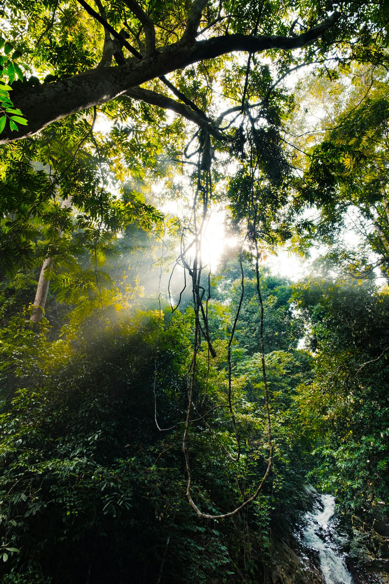 Light breaking through a forest canopy — a structured path upward