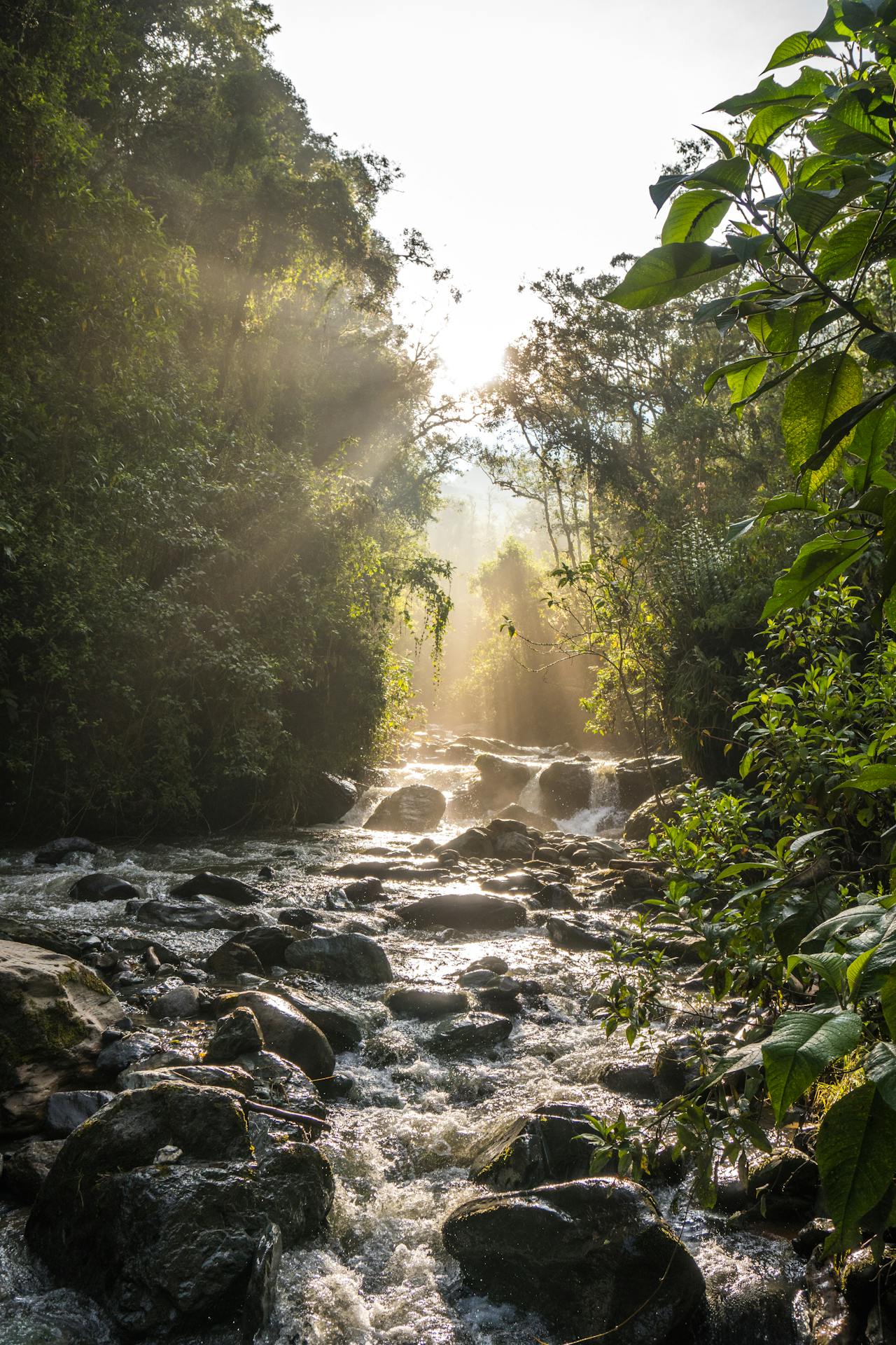 Light breaking through a forest river — resilience and forward movement